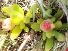 Disphyma crassifolium