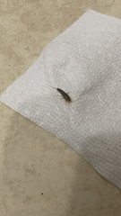 Ctenolepisma longicaudatum