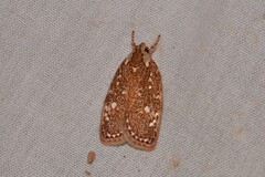 Euchaetis metallota