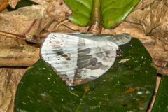 Cyclidia substigmaria