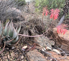 Aloe comptonii