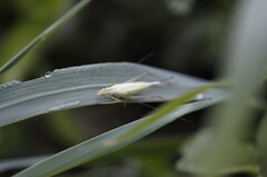 Oecanthus longicauda