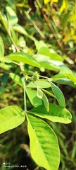 Crotalaria pallida