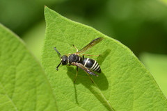 Euodynerus foraminatus