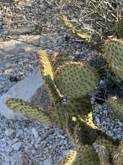 Opuntia strigil