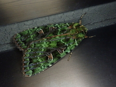 Anaplectoides virens