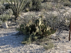 Opuntia strigil