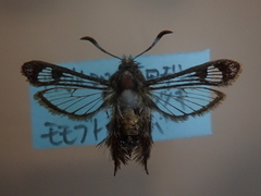 Macroscelesia japona