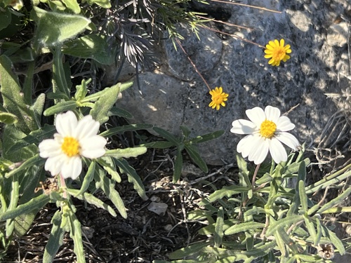 Melampodium leucanthum