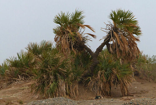doum palm