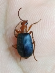 Brachinus
