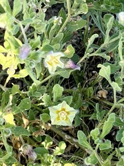 Chamaesaracha sordida