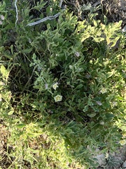 Chamaesaracha sordida