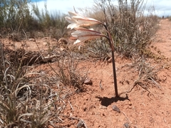Cyrtanthus loddigesianus