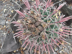 Ferocactus recurvus recurvus