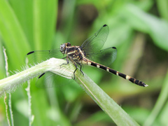 Phyllogomphoides pacificus