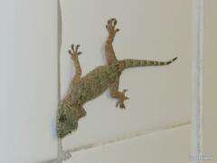 Gekko chinensis