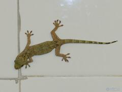Gekko chinensis