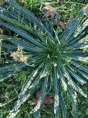 Reseda luteola