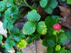 Phragmidium mexicanum