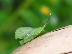 Trigonopterygidae