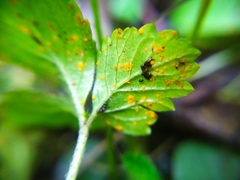 Phragmidium mexicanum