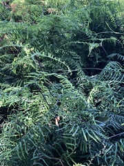 Gleichenia polypodioides