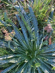 Reseda luteola