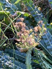 Reseda luteola