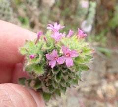 Epilobium densiflorum