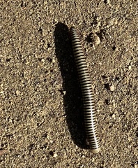 Ommatoiulus lusitanus