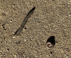 Ommatoiulus lusitanus