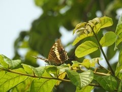 Charaxes solon