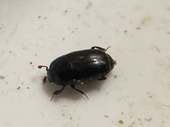 Histeridae