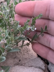 Lappula occidentalis