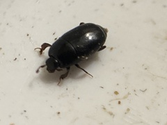 Histeridae