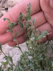 Lappula occidentalis