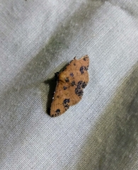 Corgatha semipardata