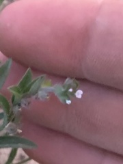 Lappula occidentalis