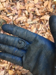 Tachypodoiulus niger