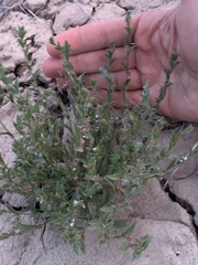 Lappula occidentalis