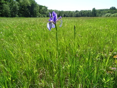 Iris sibirica