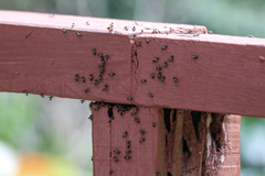 Crematogaster inflata