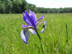 Iris sibirica