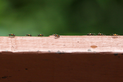 Crematogaster inflata