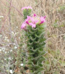 Epilobium densiflorum