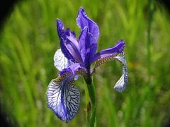 Iris sibirica
