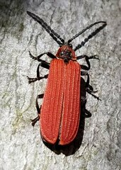 Dictyoptera aurora