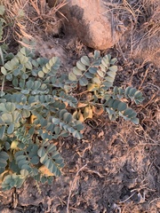 Astragalus iodanthus