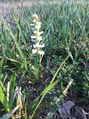 Spiranthes incurva